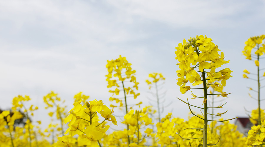 維秀美 (Wegovy) 香港官方網站 | 助您安全、有效管理體重
